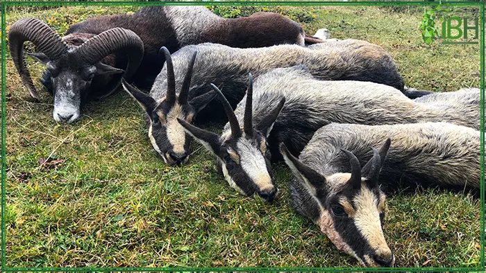 Three chamois and one mouflon hunting in France