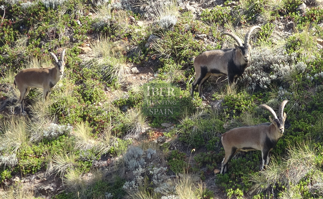 Sierra Nevada Hunting Zone