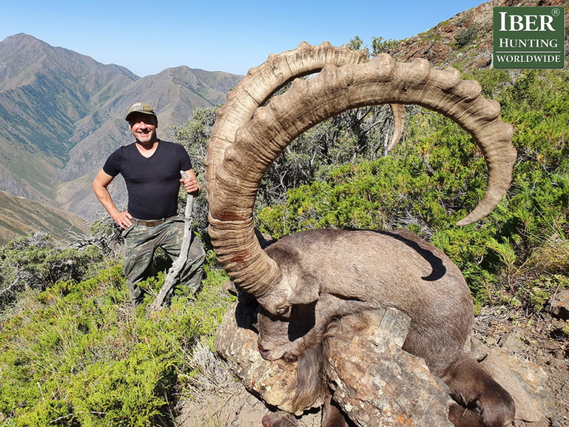 Hunt Mid Asian Ibex in Kazakhstan with Iberhunting