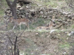 Sierra Nevada Ibex hunt report with Iberhunting