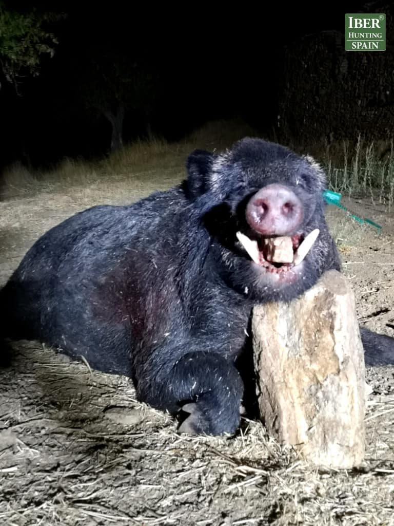 the black wild boar