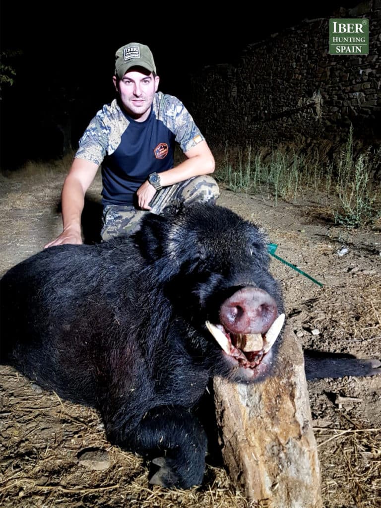 the black wild boar with iberhunting in spain