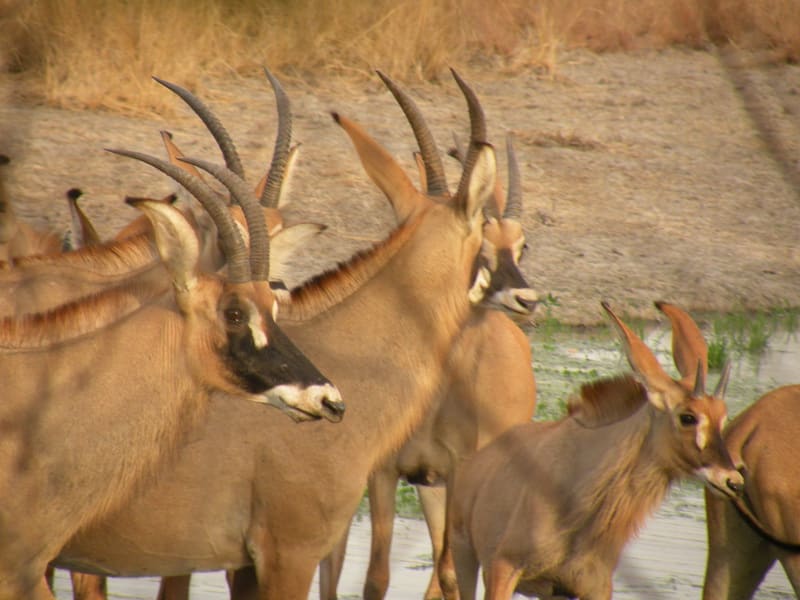 Safari hunting in Benin