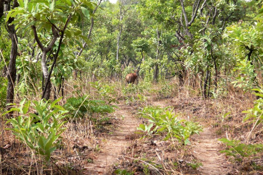 Hunting in Cameroon in the savannah hunting area