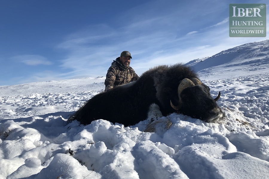 Greenland Gallery Iberhunting