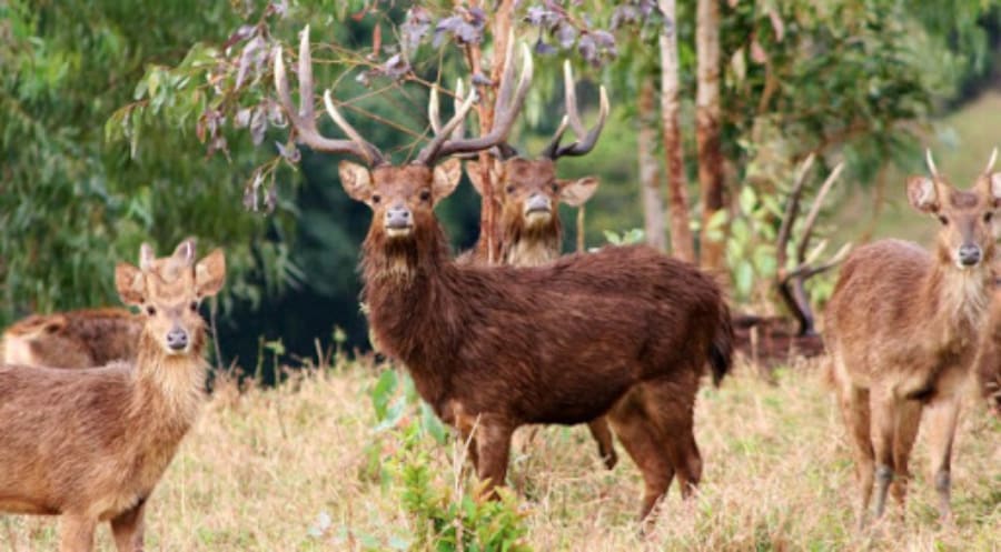 Hunt rusa deer in Mauritius island