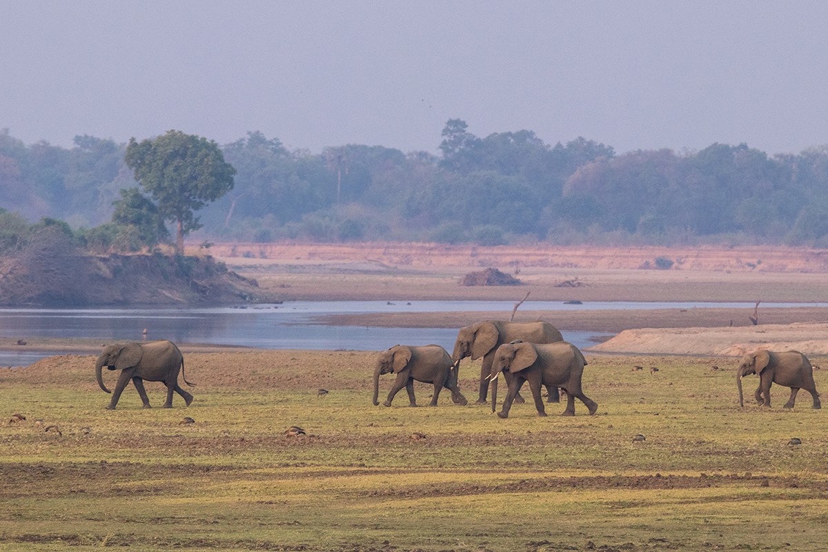 Group of elephants in Zambia