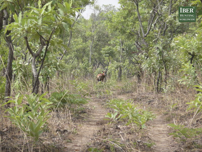 Hunting in the rain forest of Cameroon - Hunt in Cameroon