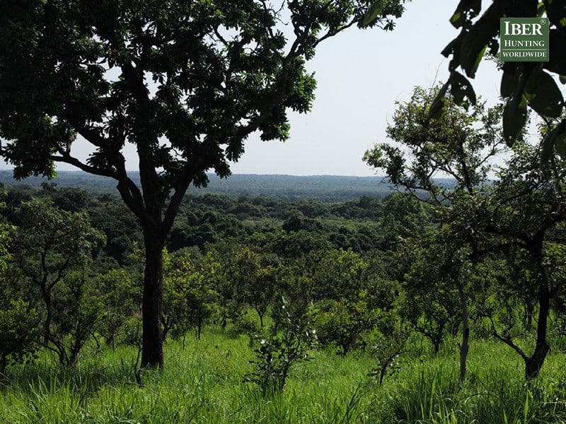 Hunting in the rain forest of Cameroon - Hunt in Cameroon