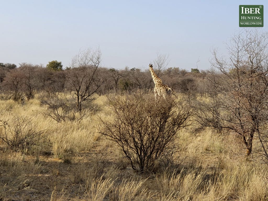 The best feeling when hunting in South Africa IBERHUNTING