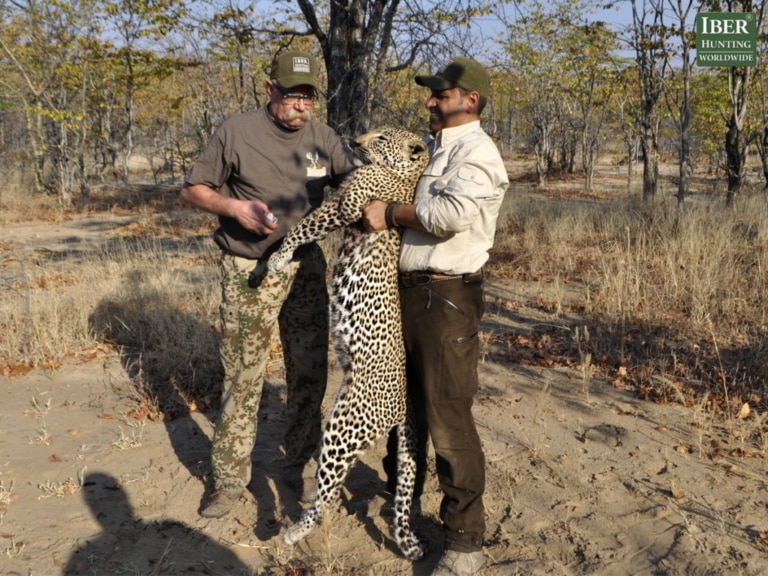 Leopard hunting in Zambia, where the adrenaline does not stop