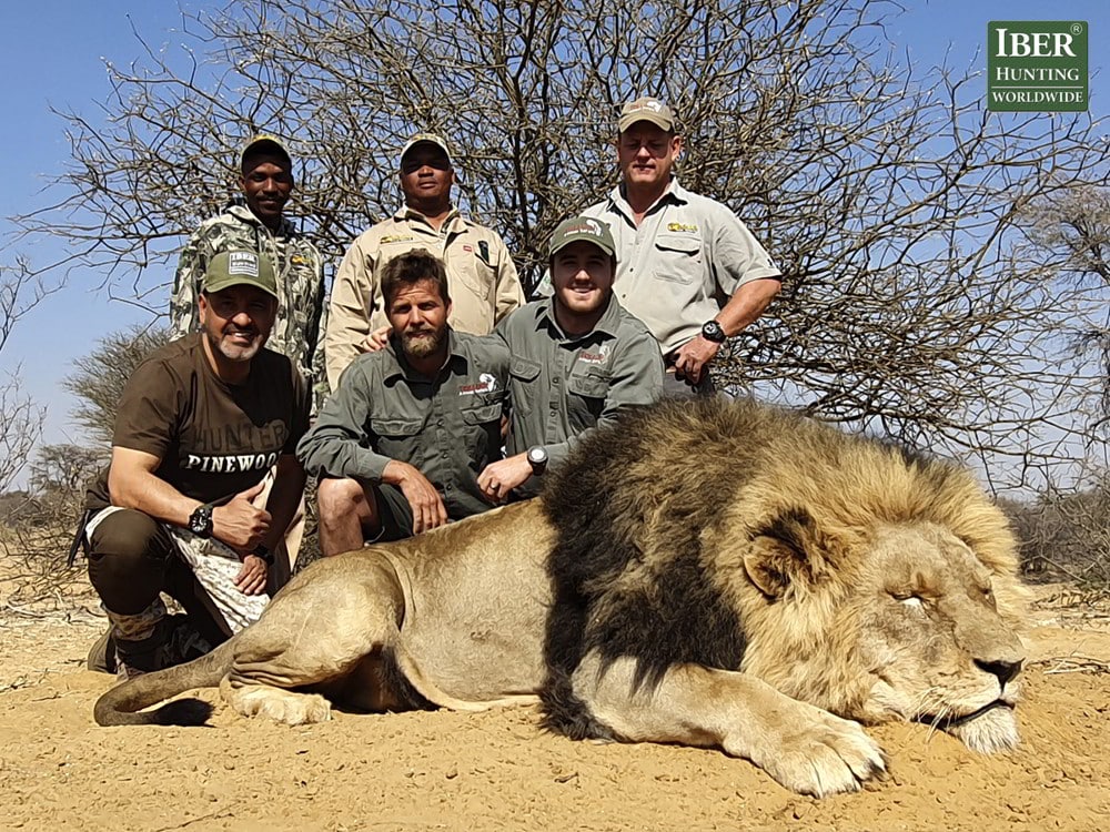 African lion deals hunt