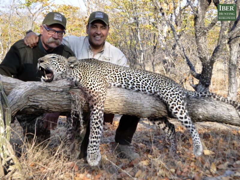 Leopard hunting in Zambia, where the adrenaline does not stop