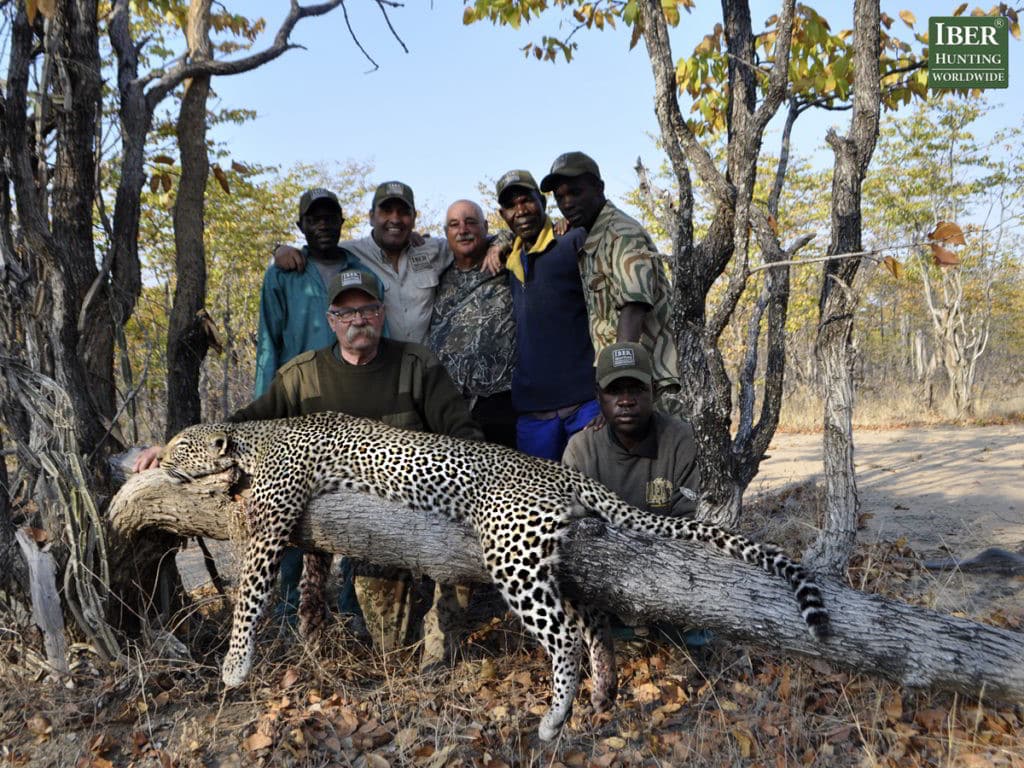 Leopard hunting in Zambia, where the adrenaline does not stop