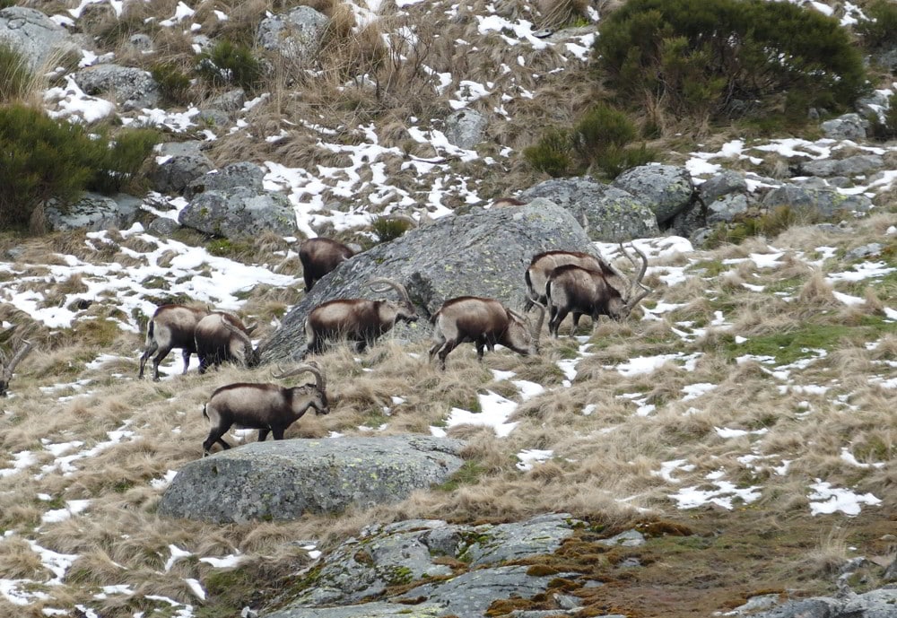 Group of Gredos ibexes on a mountain of Spain