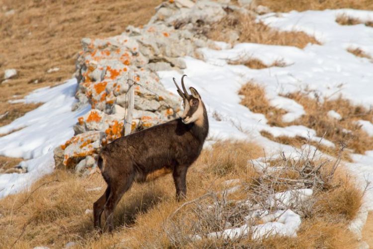 Pyrenean chamois in Spain