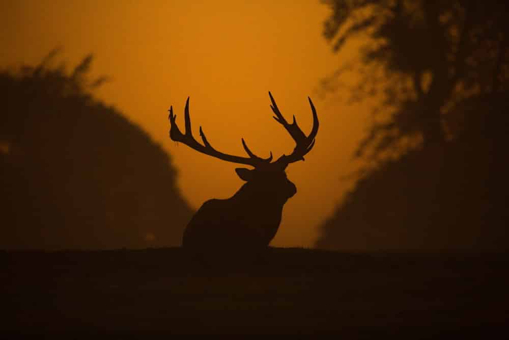 Shade of a Red Stag Deer