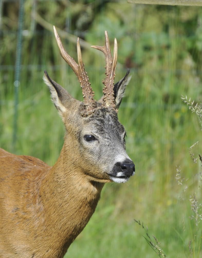 Roe Deer in Spain