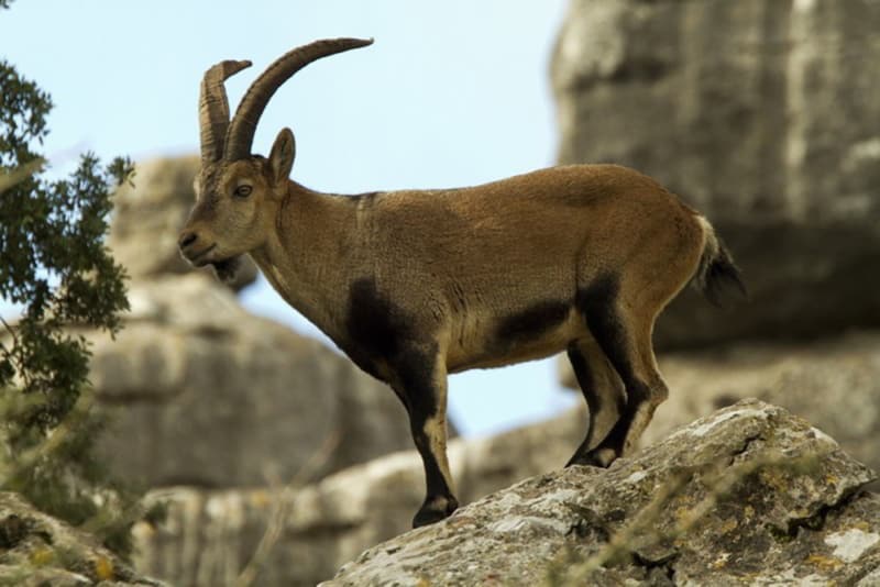 Ronda Ibex Hunt in Spain with Iberhunting | Iberhunting Spain S.L.U