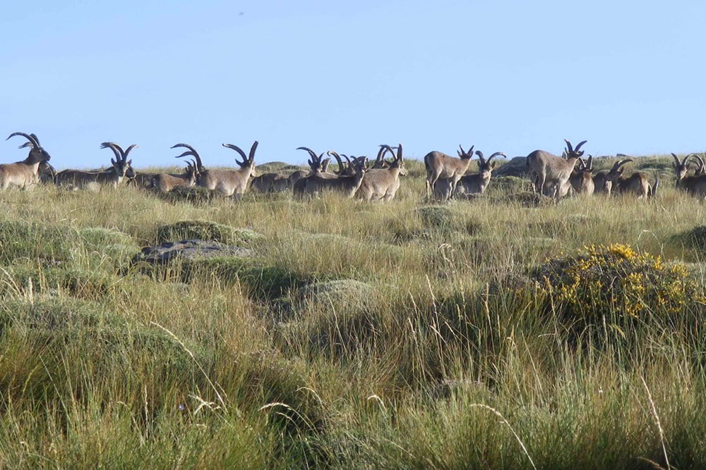 Group of Southeastern ibex in Spain