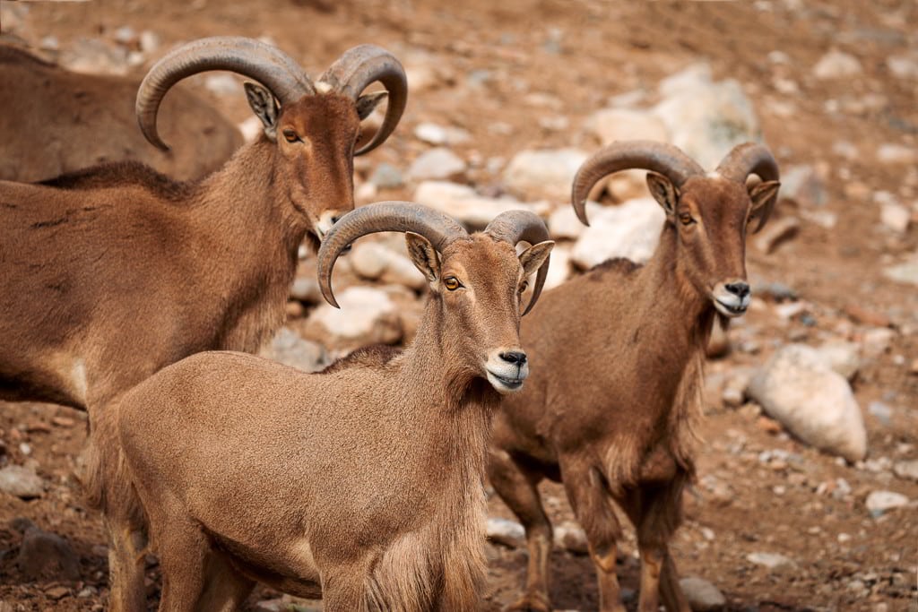 Three aoudad sheeps