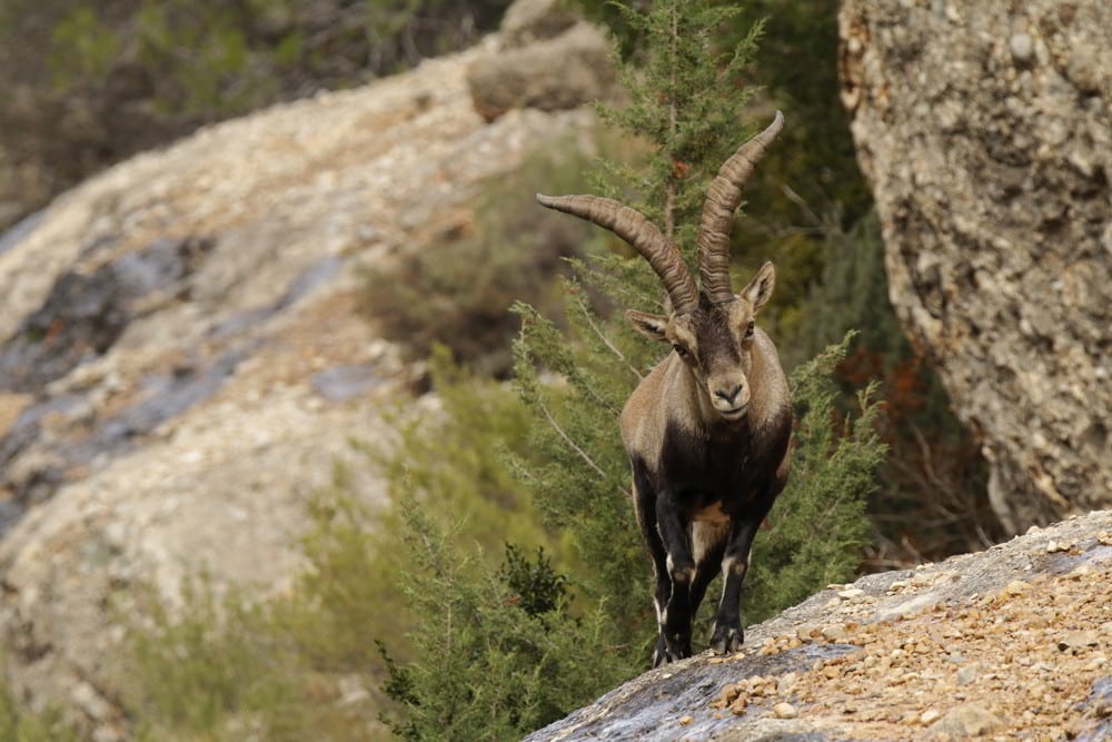 Beceite Ibex on the top of a rock 