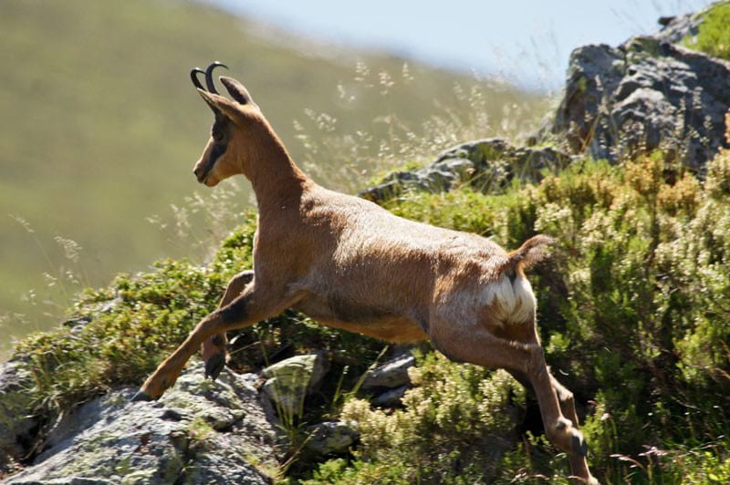 Cantabrian chamois in Spain