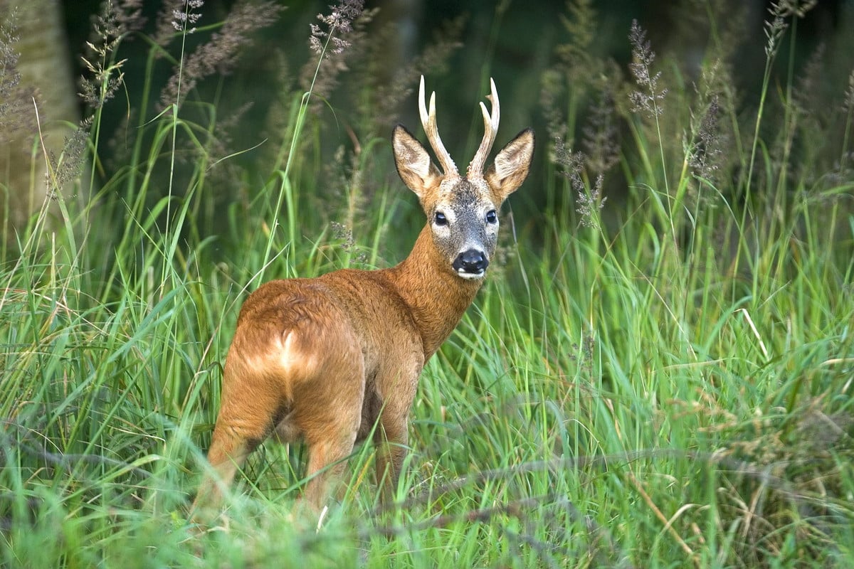 Roe Deer hunt in Poland