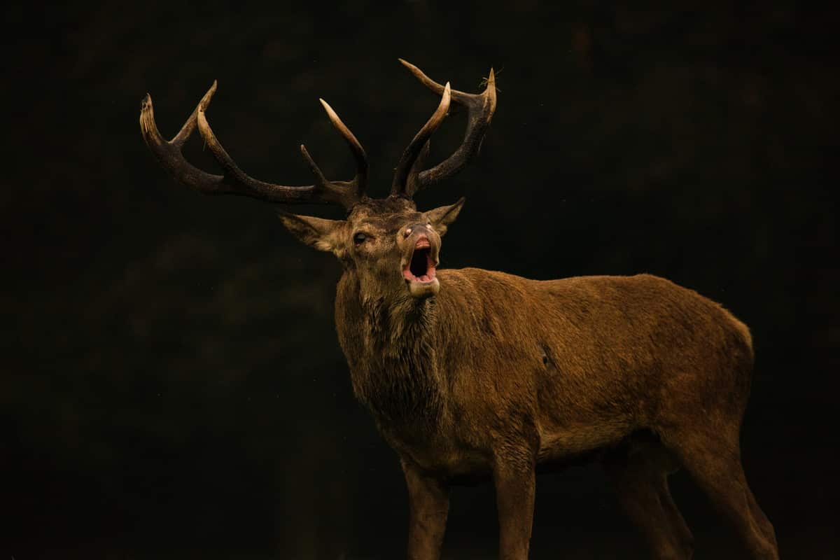 Red deer hunt in Poland