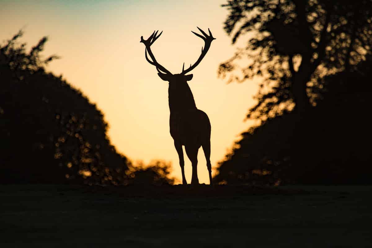 Red deer hunt in Poland