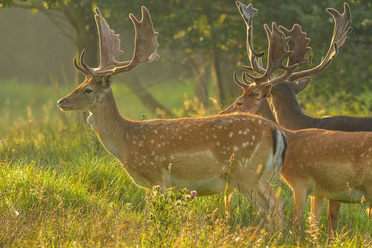 Fallow deer hunt in Poland