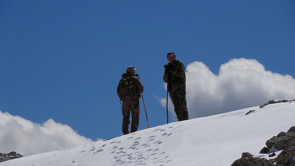 Looking for Bezoar ibex for hunting in Turkey