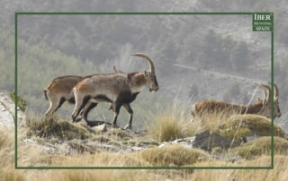 When in a Spanish ibex hunt you learn to be patient