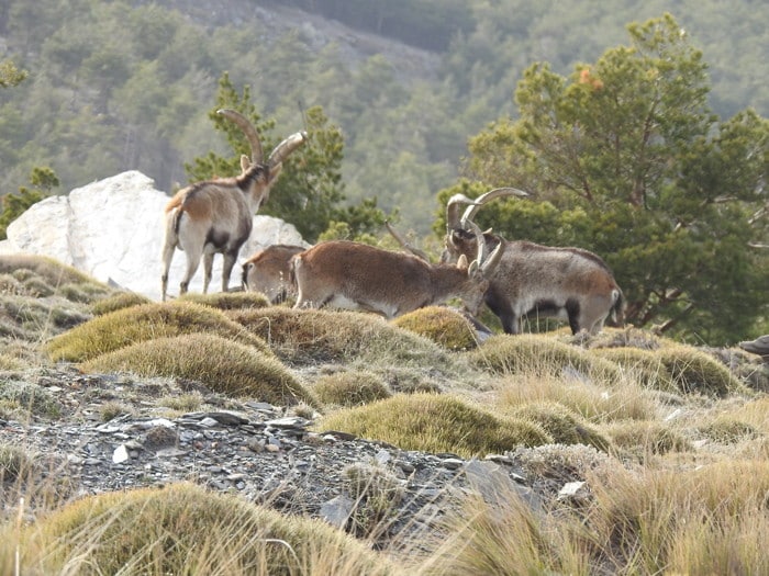 Spanish Beceite ibex