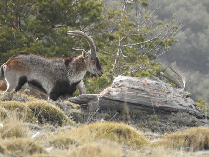 Spanish Beceite ibex