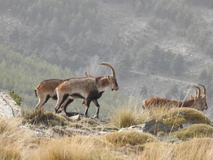 Spanish Beceite ibex