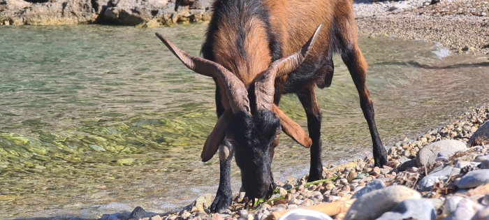 Balearean boc drinking water from the sea