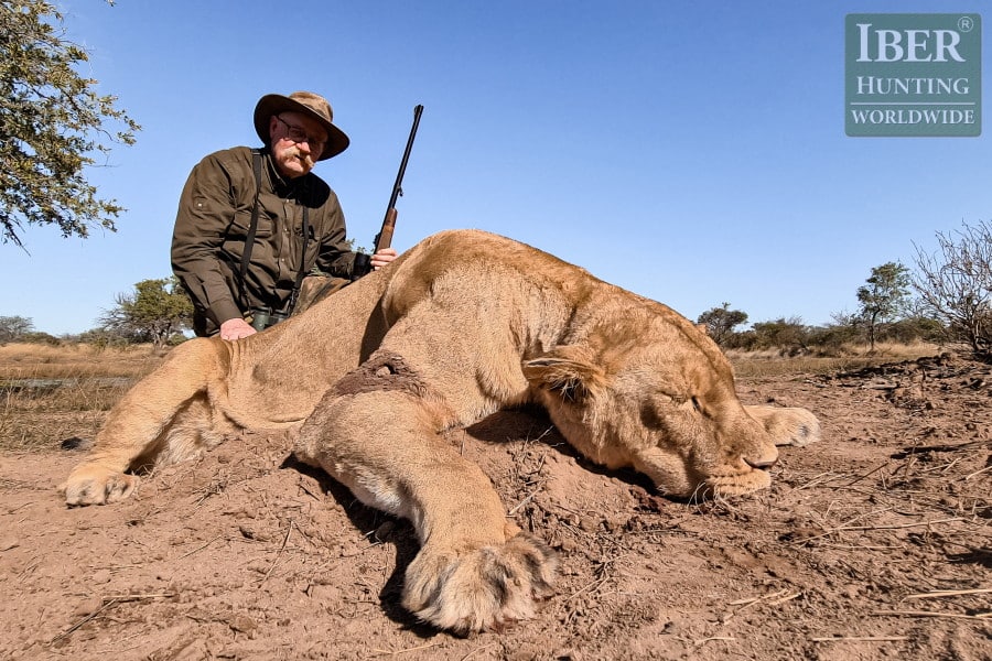 Last hunt of lion in South Africa