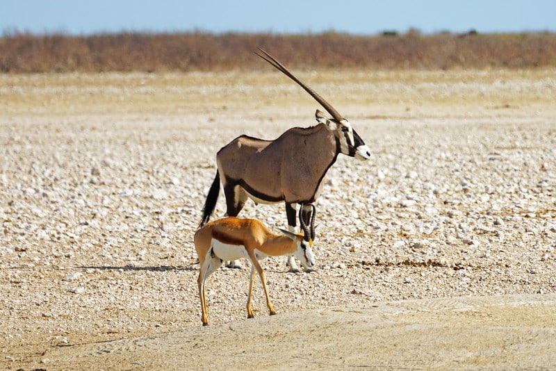 Animals in Namibia 