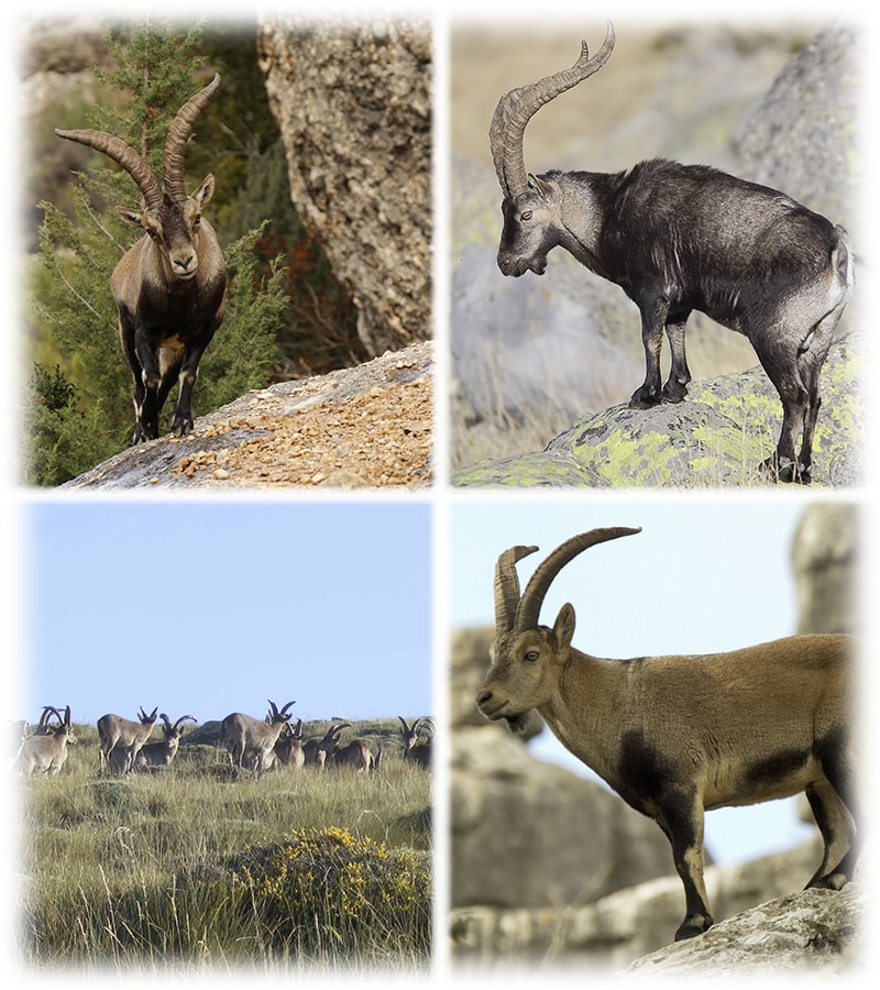 Four different species for the Spanish ibex Grand Slam