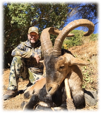 Hunting trophy Ronda ibex