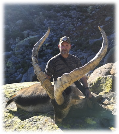 Hunting trophy Gredos ibex