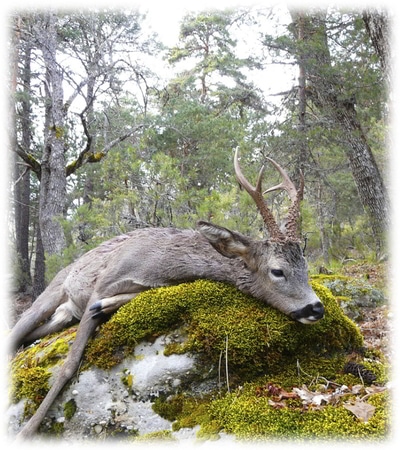Spanish Roe Deer hunting program