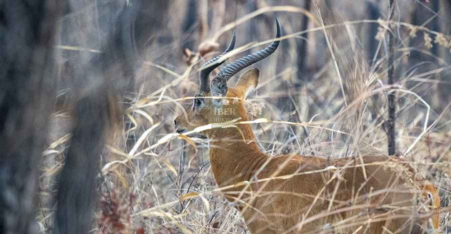 Discover different anteleopes hunting in Cameroon