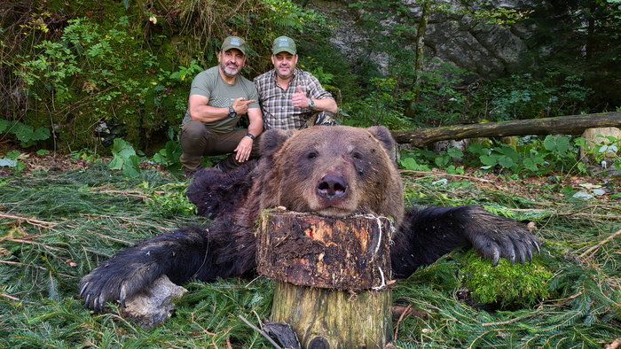 Brown Bear hunting in Croatia