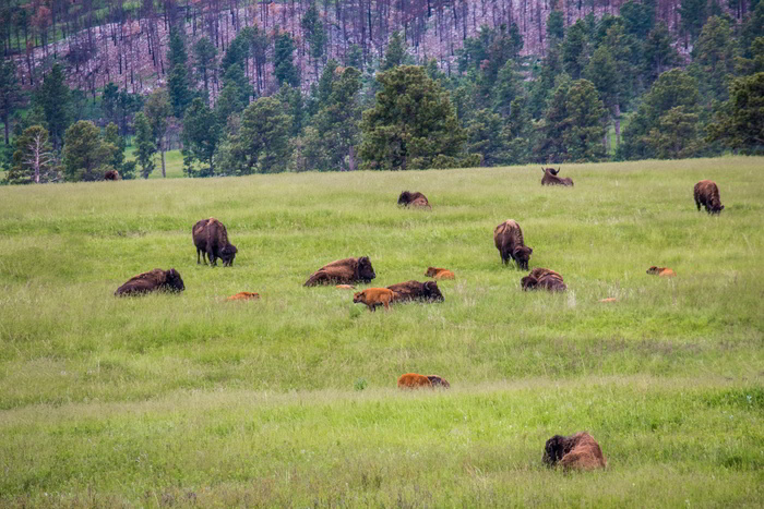 Hunting Bison in Belarus