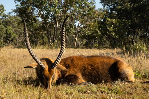 Black Lechwe hunting in Zambia