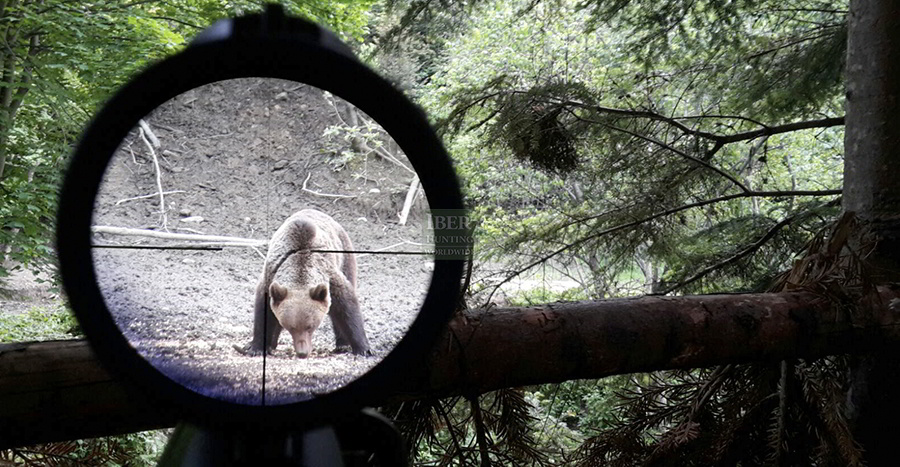 Hunting Brown bear in Romania