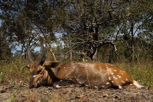 Bushbuck hunting in Zambia