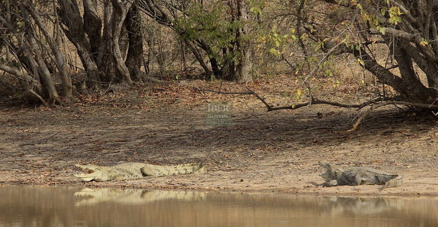 Hunting crocodiles in Benin